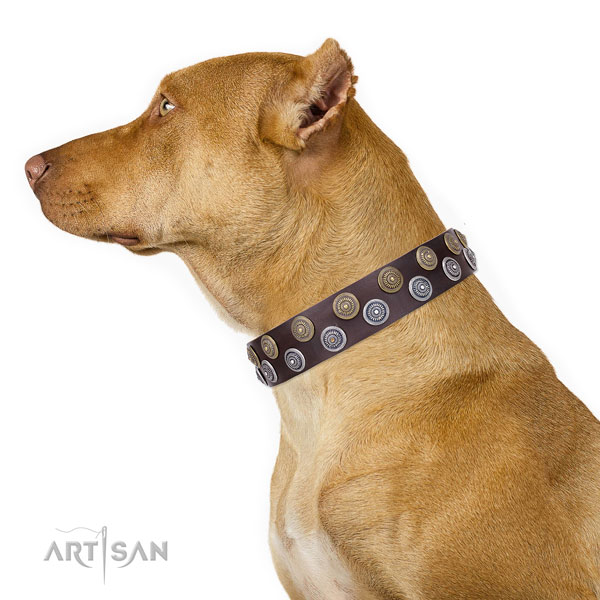 Pitbull embellished genuine leather dog collar for easy wearing