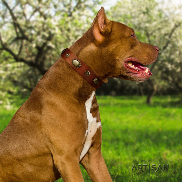 Pitbull best quality full grain natural leather dog collar with stunning decorations