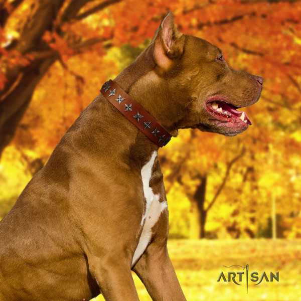 Pitbull handcrafted natural genuine leather dog collar with fashionable embellishments