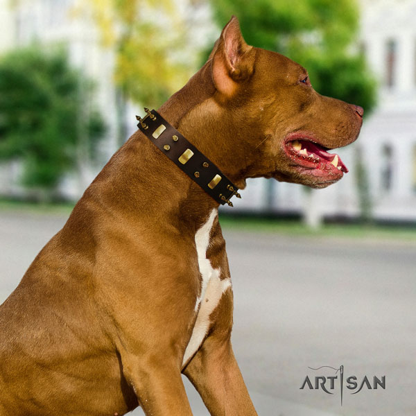 Pitbull stunning full grain leather collar with adornments for your pet