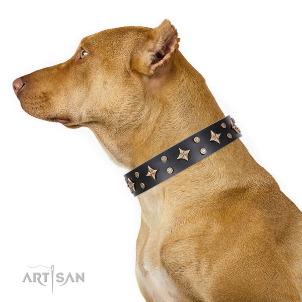 Pitbull impressive full grain leather dog collar for everyday walking