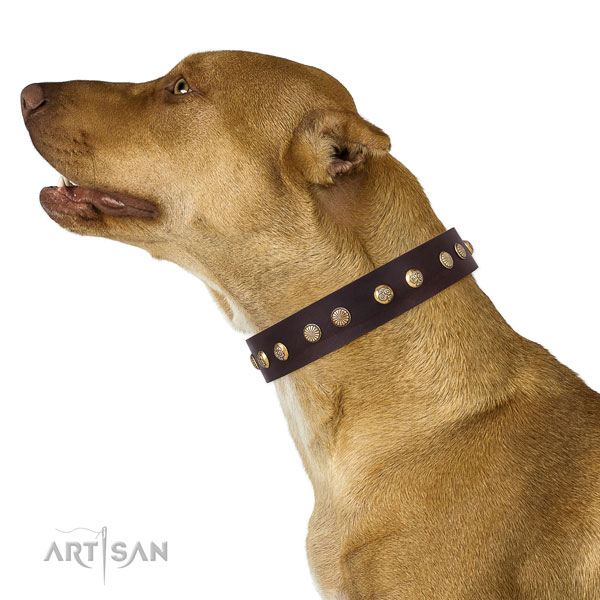 Pitbull easy adjustable full grain genuine leather dog collar for comfortable wearing