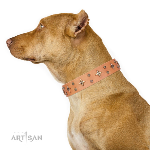 Pitbull best quality full grain leather dog collar for walking