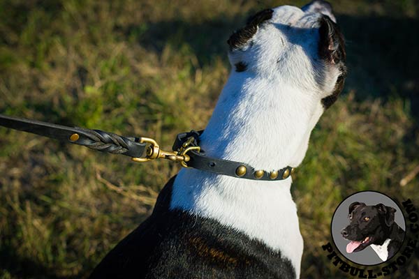 Leather Pitbull collar with strong D-ring