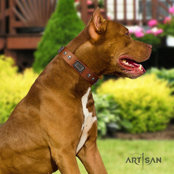 Pitbull adjustable full grain genuine leather dog collar with impressive adornments
