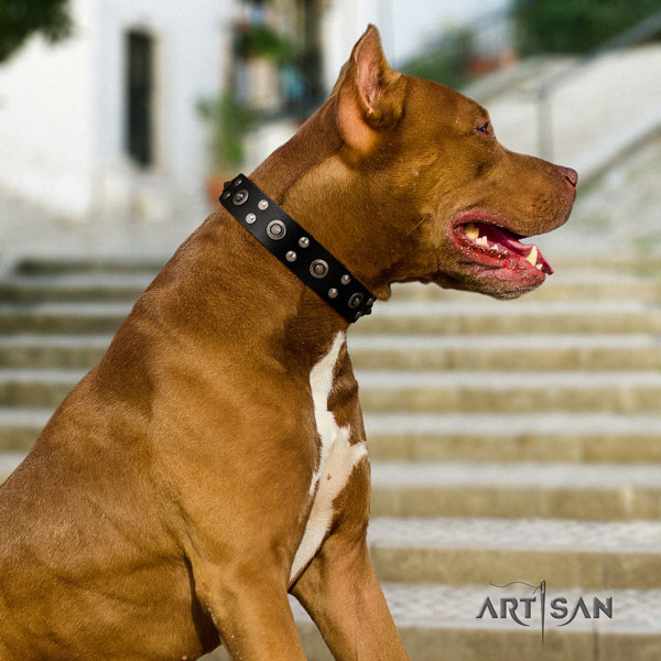 Pitbull inimitable full grain genuine leather collar with decorations for your doggie