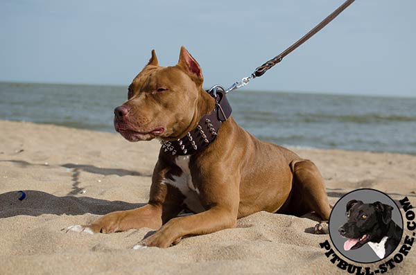 Durable Pitbull collar for stylish dogs