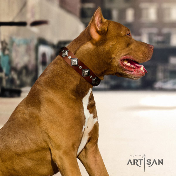 Pitbull trendy natural genuine leather collar with studs for your four-legged friend
