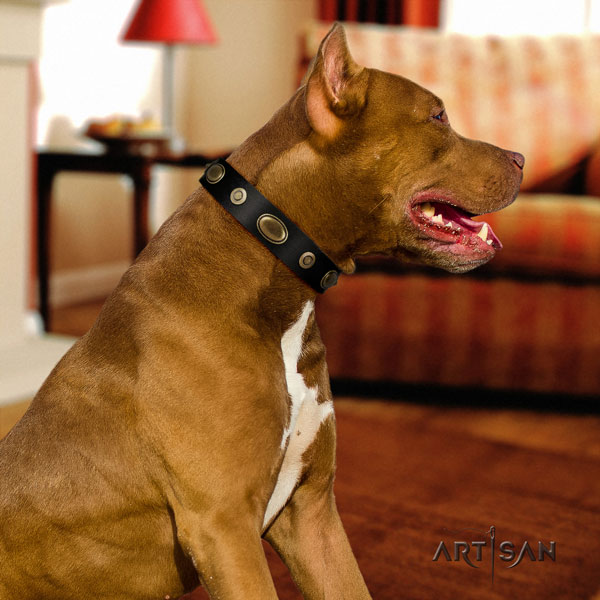 Pitbull convenient full grain genuine leather dog collar with significant decorations