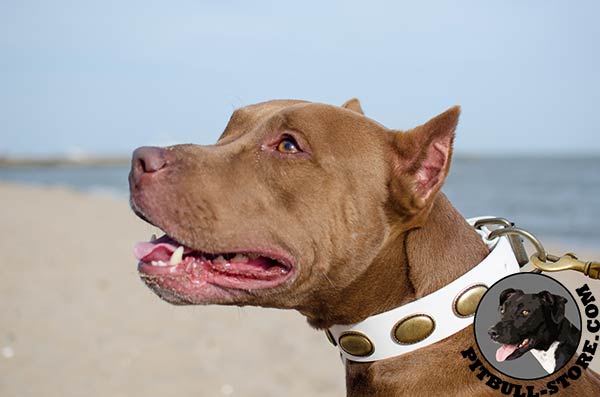 Dog collar for Pitbull of durable leather