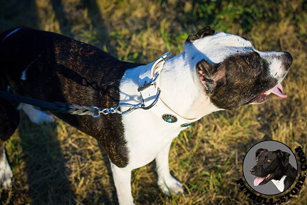 White leather Pitbull walking collar with silvery D-ring