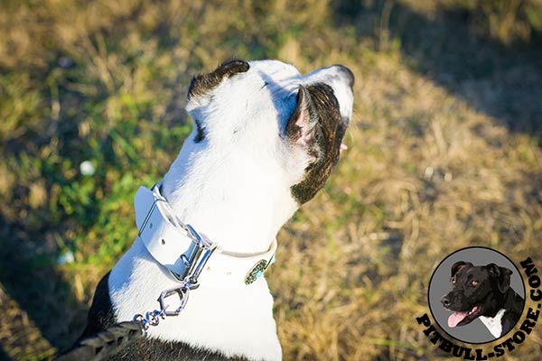 White leather Pitbull collar with relibale D-ring for leash connection