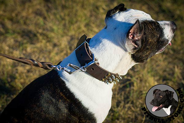 Reliable nickel plated hardware on leather Pitbull collar