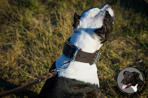 Superb Pitbull collar with polished buckle and D-ring
