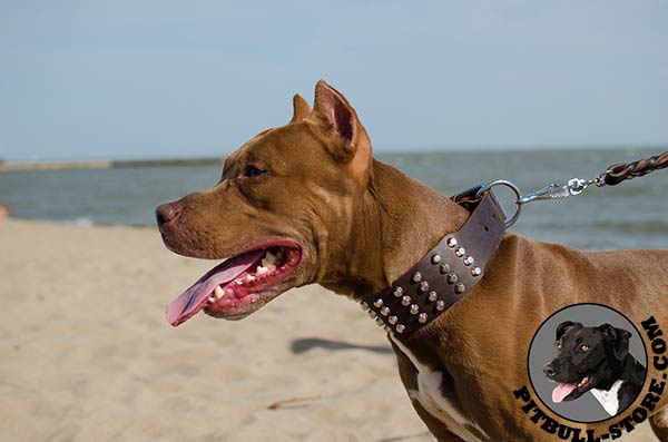 Leather Pitbull dog collar with adorable adornment