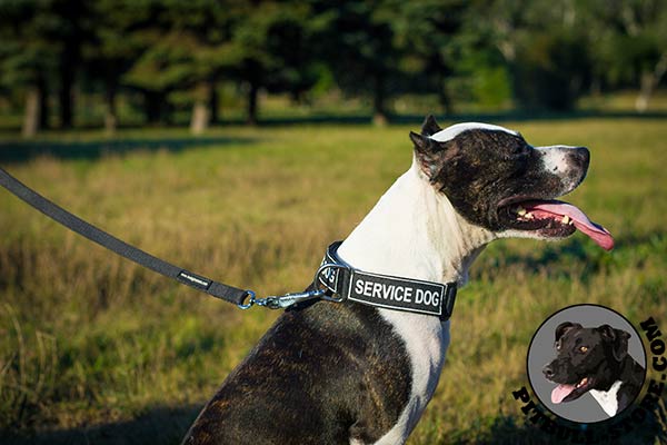 Nylon collar for Pitbull with quick release buckle