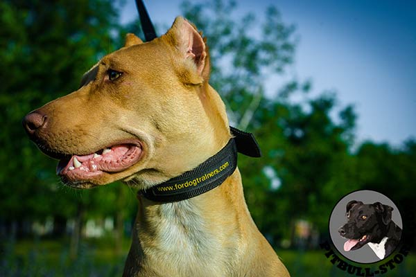 Lightweight nylon dog collar for Pitbull all-weather walks