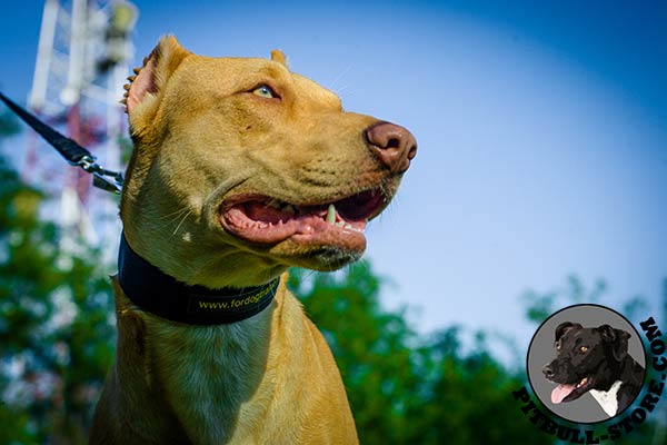 Pitbull collar made of practical and durable nylon