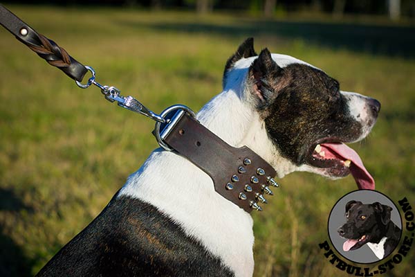 Extra wide Pitbull collar with nickel plated spikes and D-ring