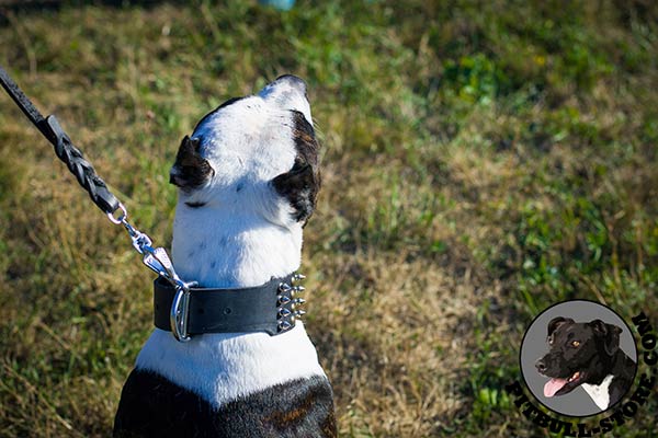 Wide Pitbull collar with strong hardware