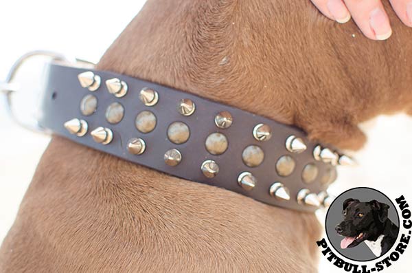 Strong leather collar for Pitbulls