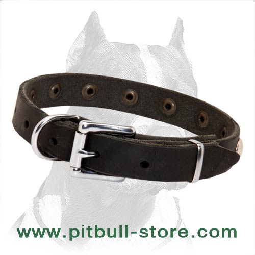 Leather Pitbull collar rust proof equipment