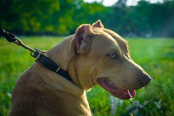 Pitbull brown leather collar with rust-resistant hardware for quality control