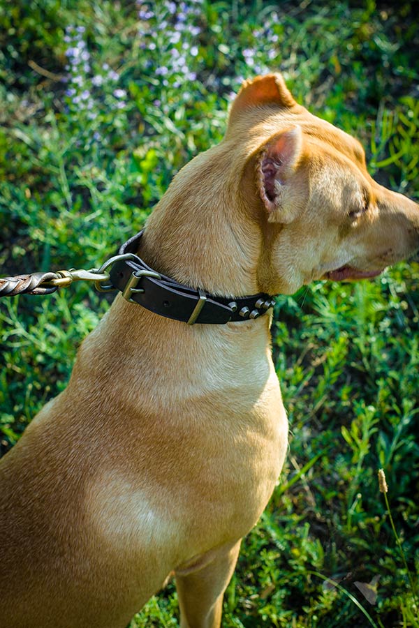 Pitbull brown leather collar with reliable hardware for any activity