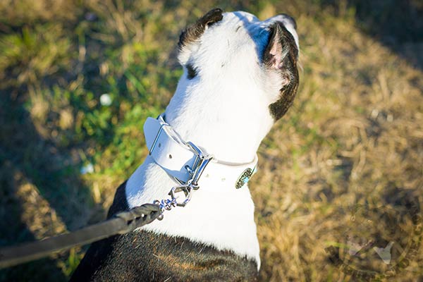 Pitbull white leather collar with non-corrosive nickel plated hardware for walking