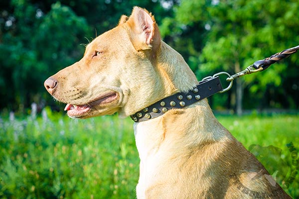 Pitbull brown leather collar with rust-proof fittings for professional use