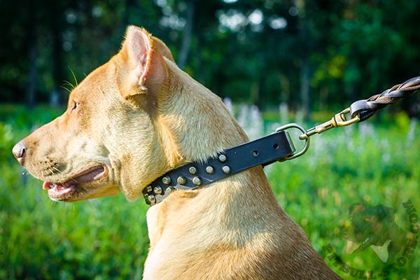 Pitbull brown leather collar with non-corrosive studs for stylish walks