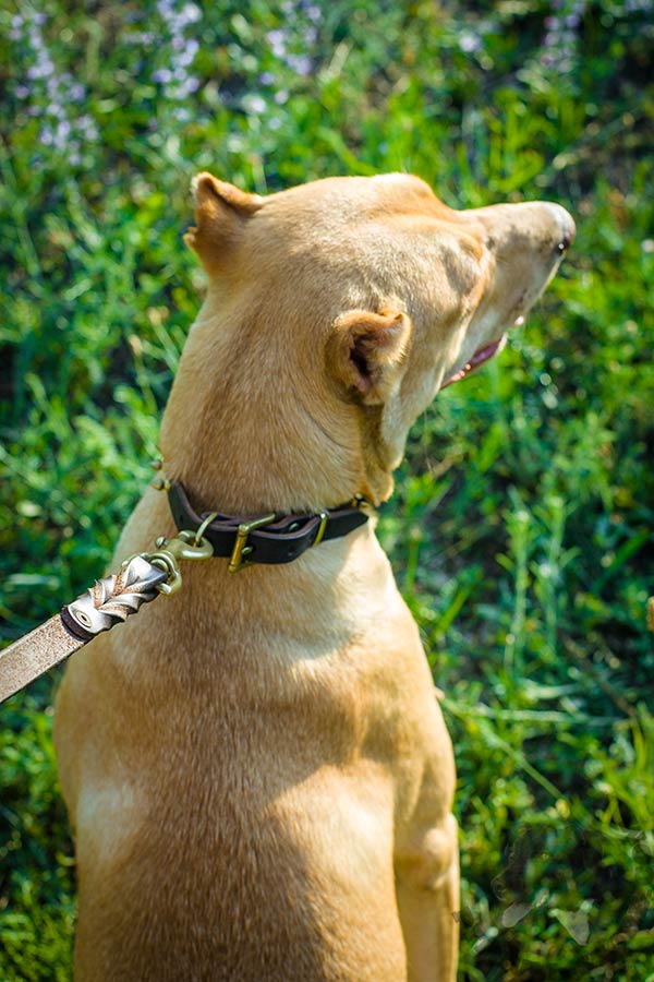 Pitbull brown leather collar of high quality with d-ring for leash attachment for any activity