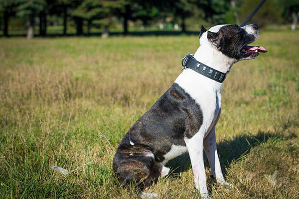 Pitbull black leather collar of high quality decorated with plates for walking