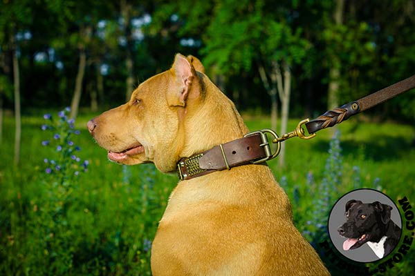 Leather Pitbull collar with hand-riveted fittings