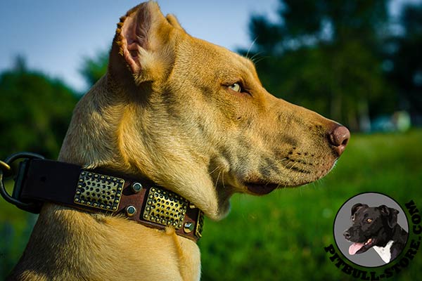 Pitbull dog collar made of soft genuine leather