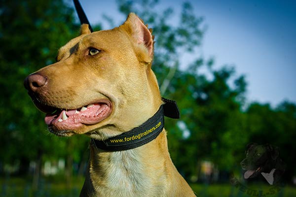 Pitbull nylon collar with strong nickel plated fittings for quality control