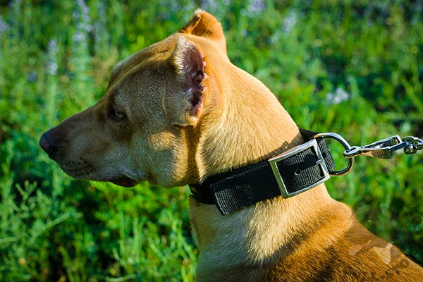 Pitbull nylon collar with rust-free hardware for daily activity