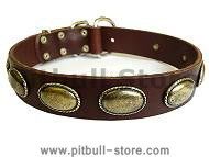dog collar fashion