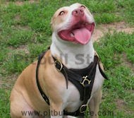 Durable and Fashionable leather dog harness for Pitbulls