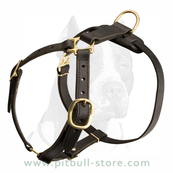 Leather Harness with Solid Fittings
