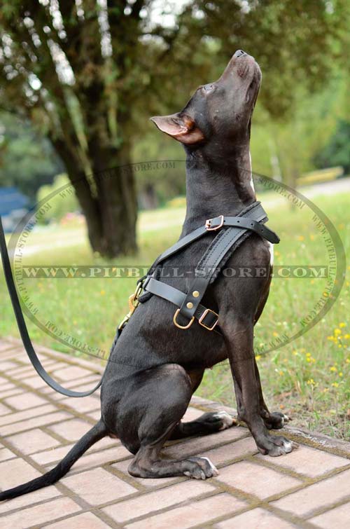 Very secure Leather Harness