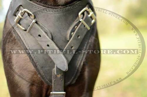 Beautiful Leather Harness for training