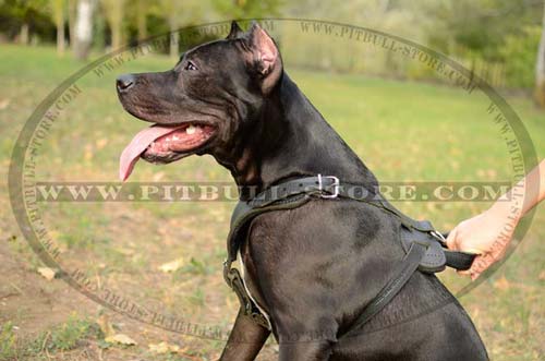 Handcrafted leather Harness for Pitbull
