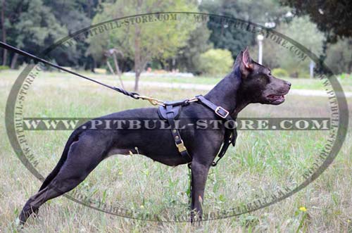 Quality Harness for various kinds of training