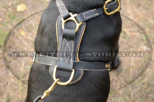 Leather Harness for tracking