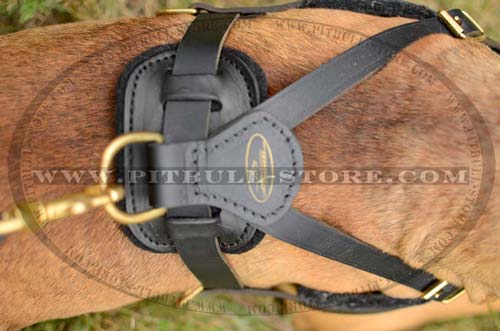 Leather Harness with Several ways of adjustment