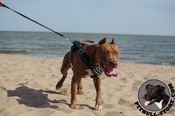 Natural leather Pitbull harness with 