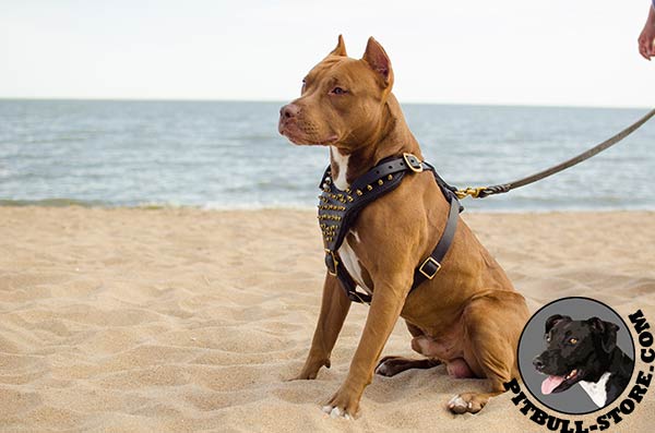Pitbull dog harness made of the highest quality materials