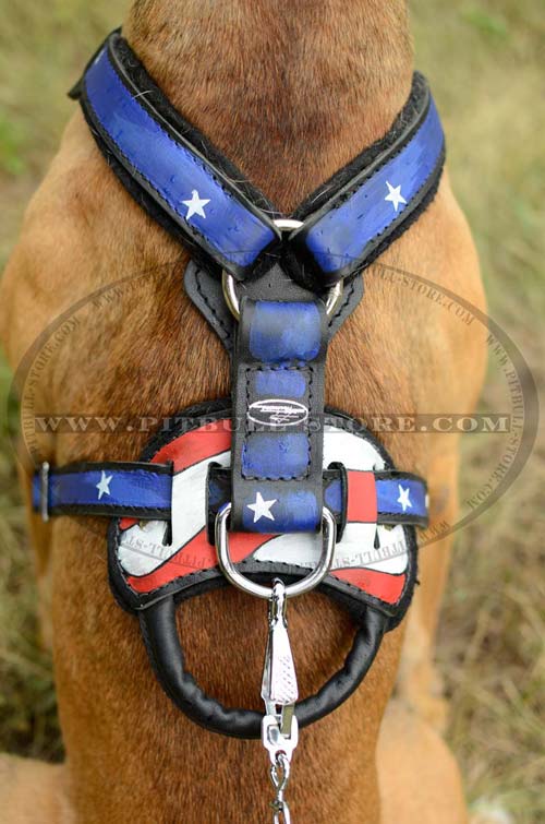 Pitbull leather harness with D-ring