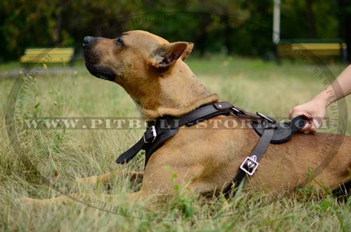 Comfy Handle on Leather Pitbull Harness